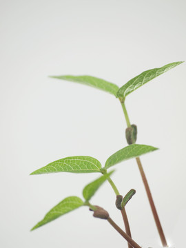 豆苗嫩芽
