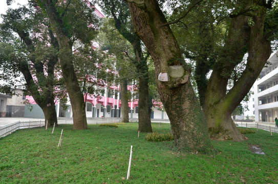 安福中學(xué)校園 草坪