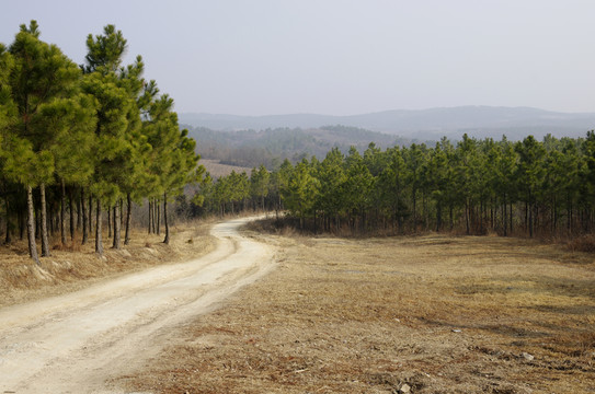 丘陵地帶馬尾松林