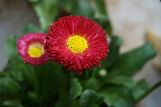 紫紅色雛菊花