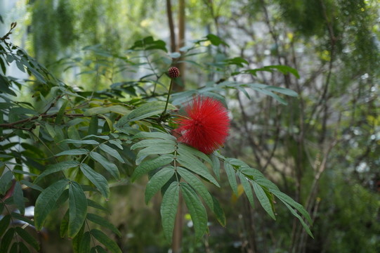 合歡花語(yǔ)