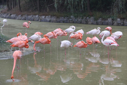 火烈鳥 紅鶴