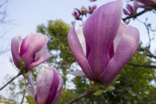玉蘭花開(kāi)