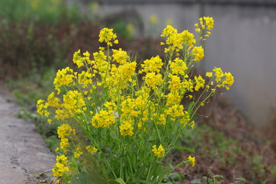 油菜花特寫