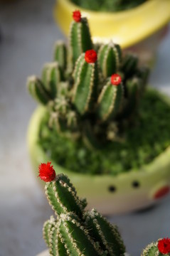 仙人掌小紅花