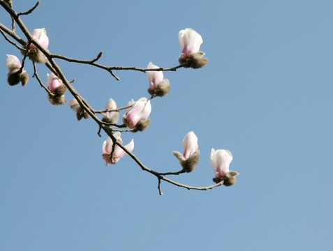 藍(lán)天下盛開的玉蘭花