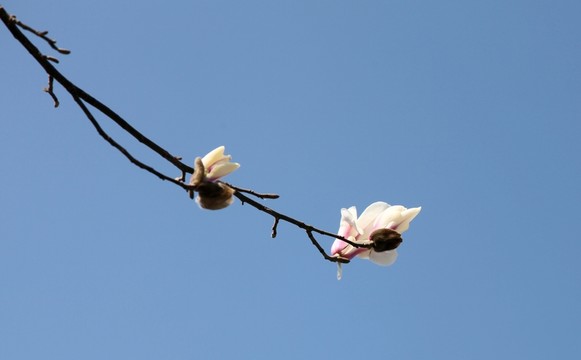 白玉蘭花