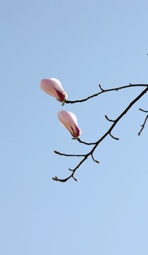 藍(lán)天下的白玉蘭