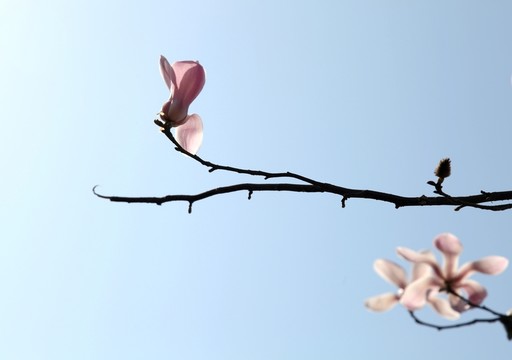 玉蘭花開