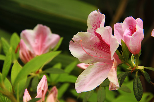 杜鵑花