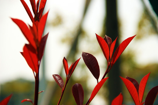 紅葉紅