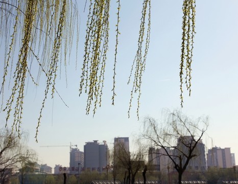 城市的早春