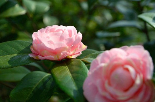 茶花