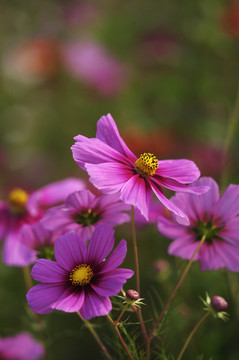 雛菊