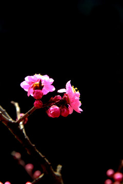 梅花
