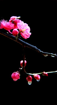 梅花