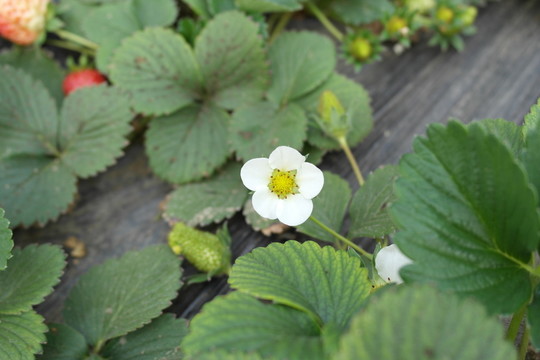 草莓花