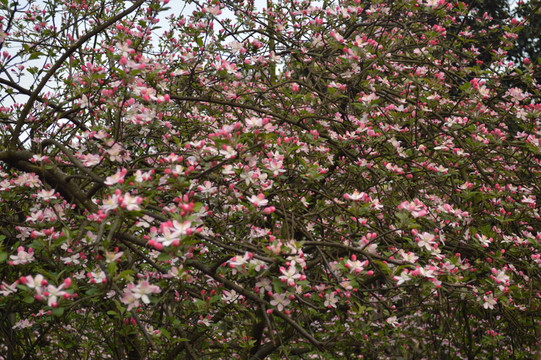 花樹