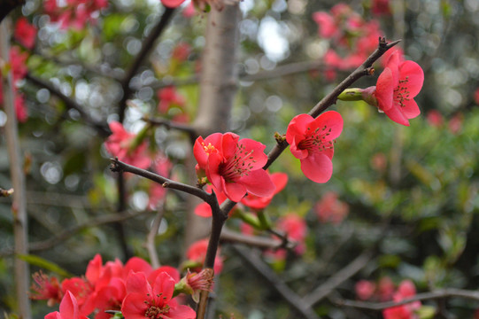 花卉 桃花 紅花