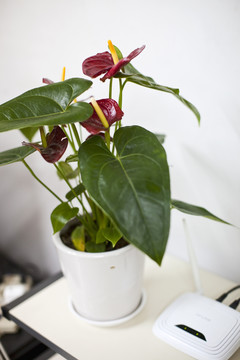 綠植 盆栽 花卉 綠葉 室內(nèi)