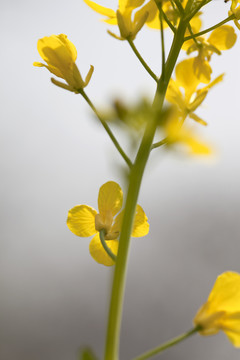 油菜花 金黃 花卉 特寫 靜物