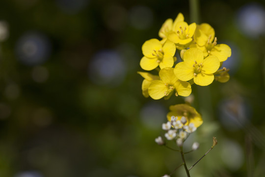 油菜花 金黃 花卉 特寫 靜物