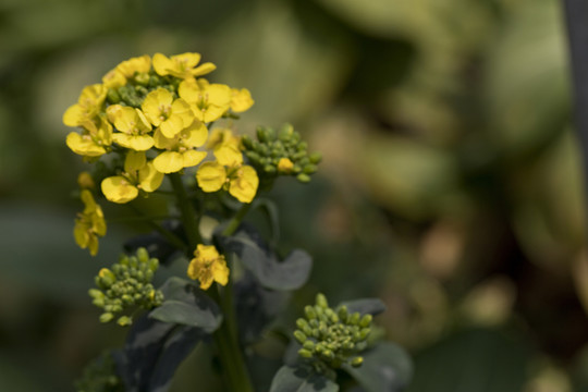 油菜花 金黃 花卉 特寫(xiě) 靜物