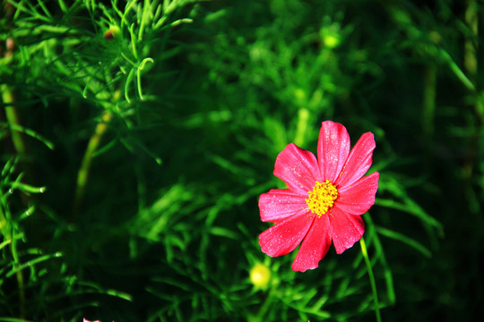 格桑花