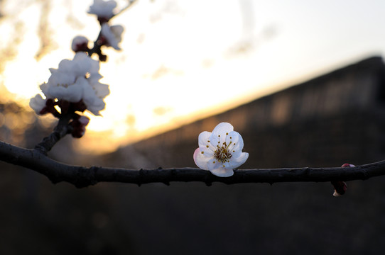 杏花