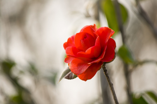 紅色山茶花