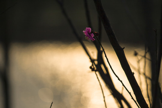 盛開的梅花