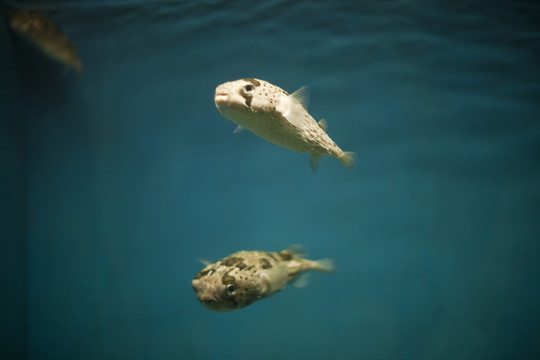 連云港 海底世界 熱帶魚 魚類