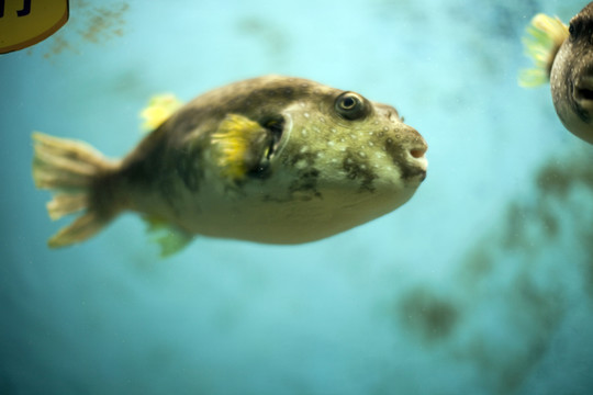 連云港 海底世界 熱帶魚 魚類