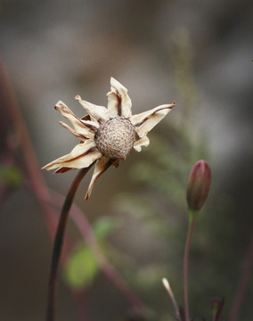 花殤