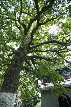 寺廟建筑 花果山 古跡 海寧寺