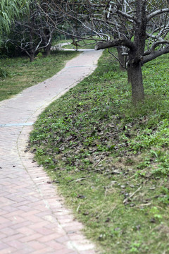 城市公園 柳樹灣 戶外 踏青
