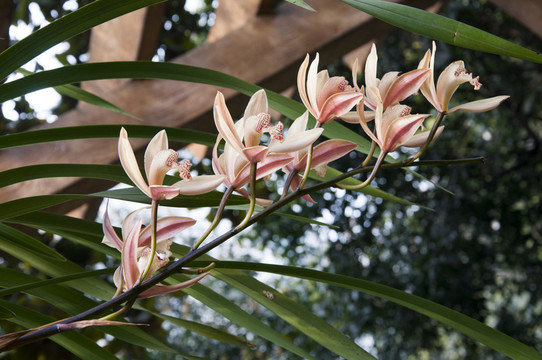人民公園蘭花