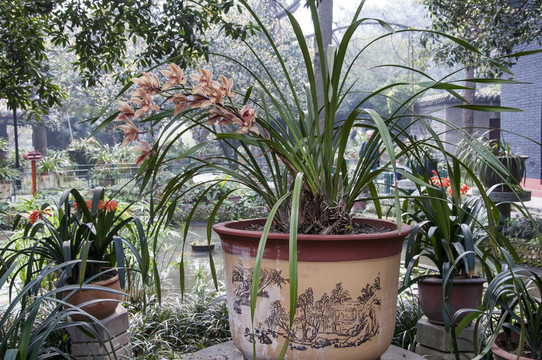 人民公園蘭花