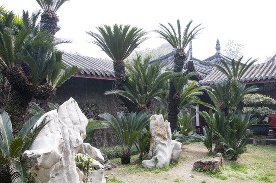成都人民公園鐵樹
