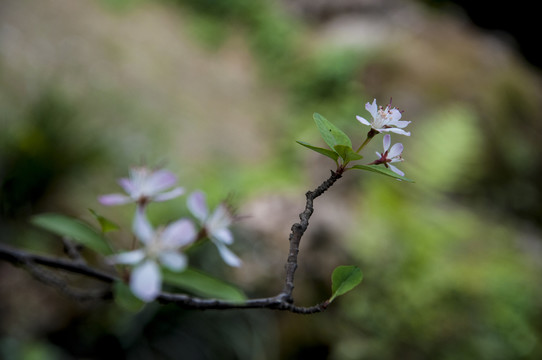 垂絲海棠