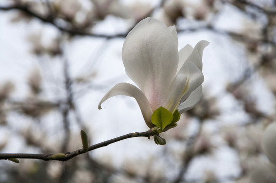 玉蘭花