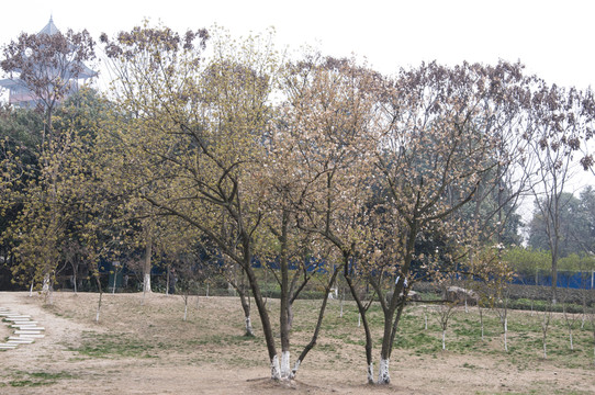 櫻花樹