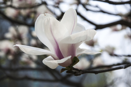 玉蘭花