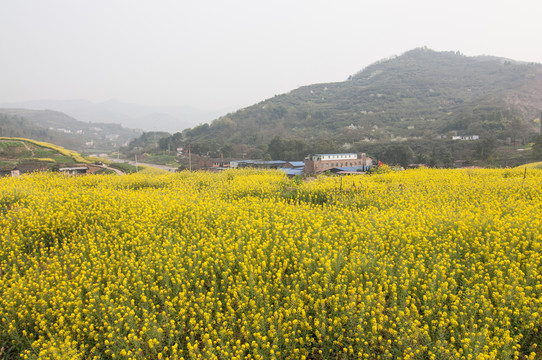 成都平原油菜花