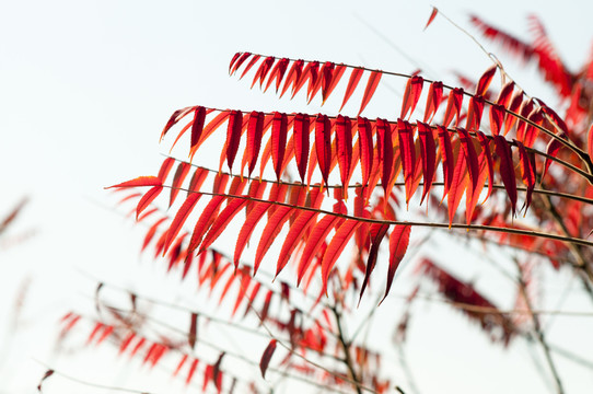 紅葉