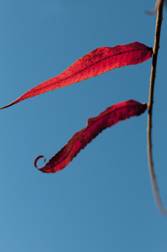 紅葉