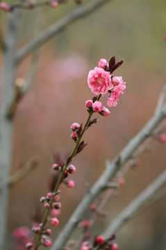 桃花