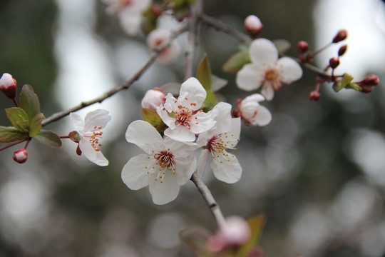 木梨花