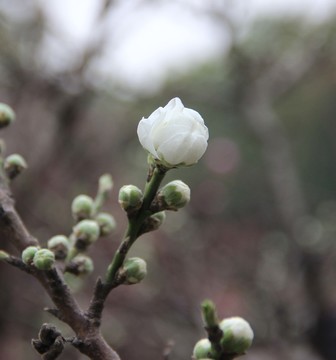 桃花蕾