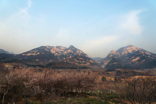 櫻花基地